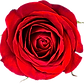 Untitled%20design%20(14)_edited.png