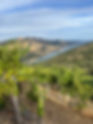 vineyard.jpg