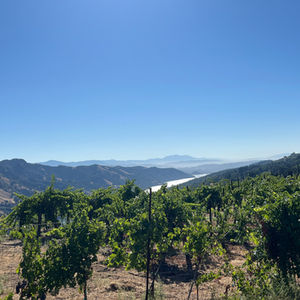 Vineyard Views