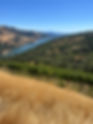 vineyard 2.jpg