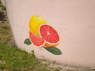 The Safety Harbor Grapefruit Project