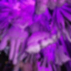 323929988_833582827708806_5388671446204079689_n (1).jpeg