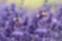lavender-1537694_1920_edited.jpg