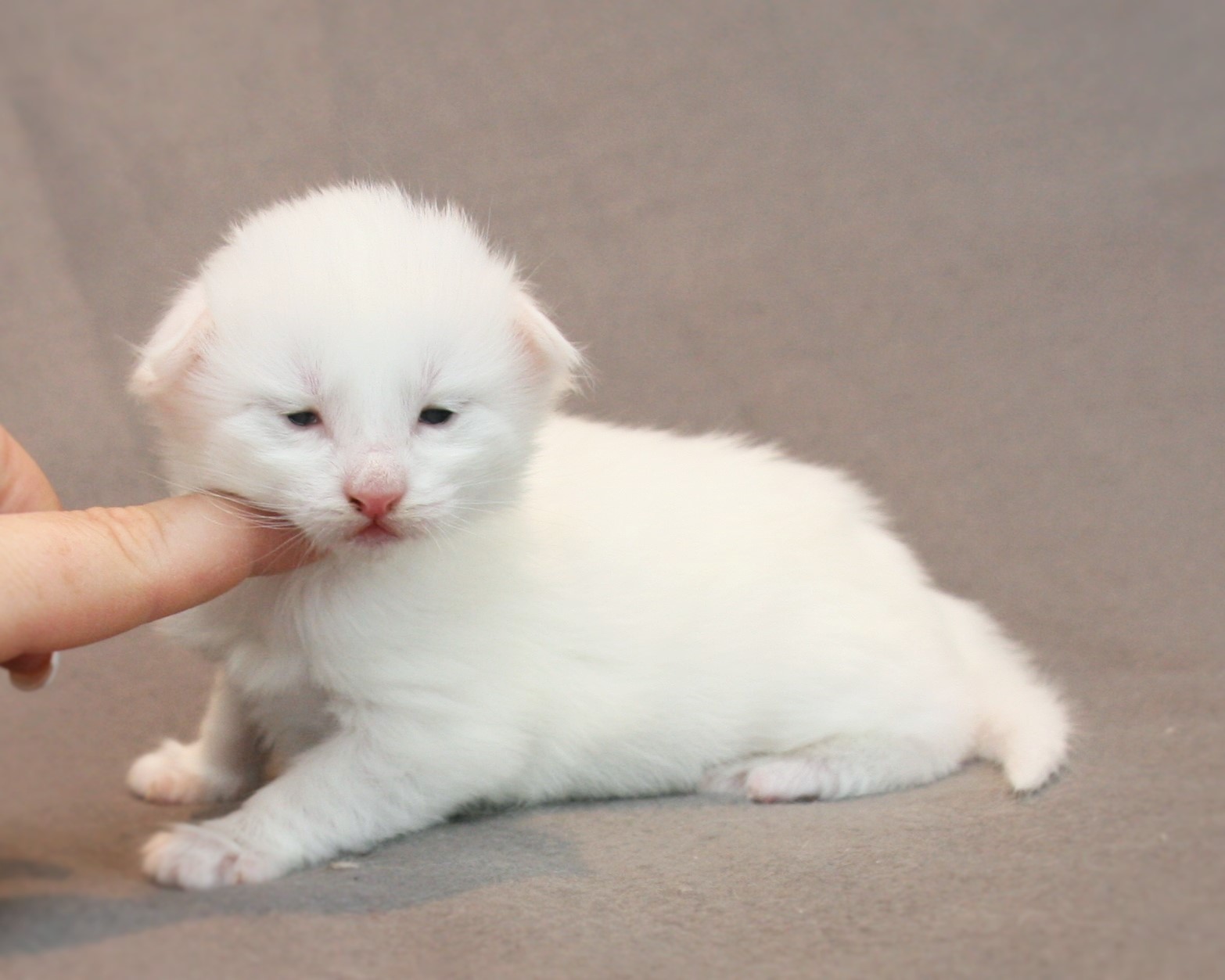 Kimbra 2 weeks_2