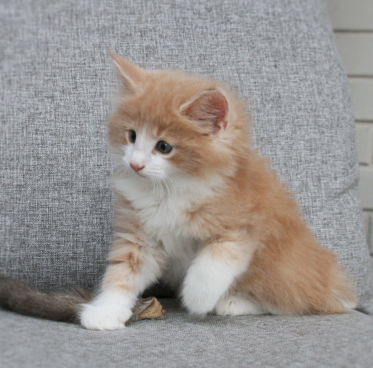 Highasakite 8 weeks_2