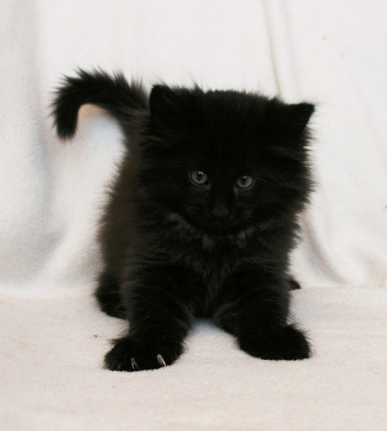 Iggy 8.5 weeks_1