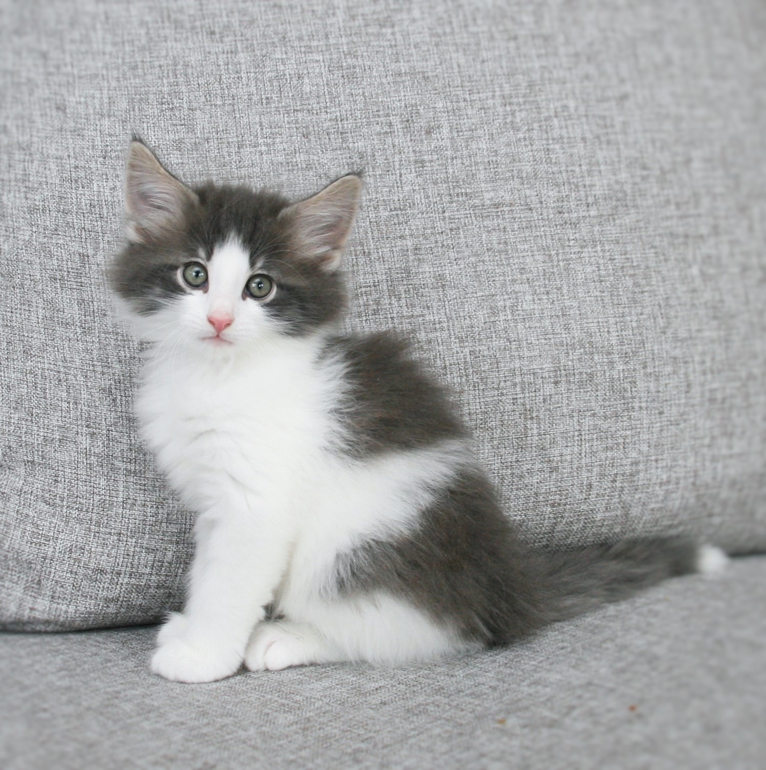 Hozier 7 weeks_1