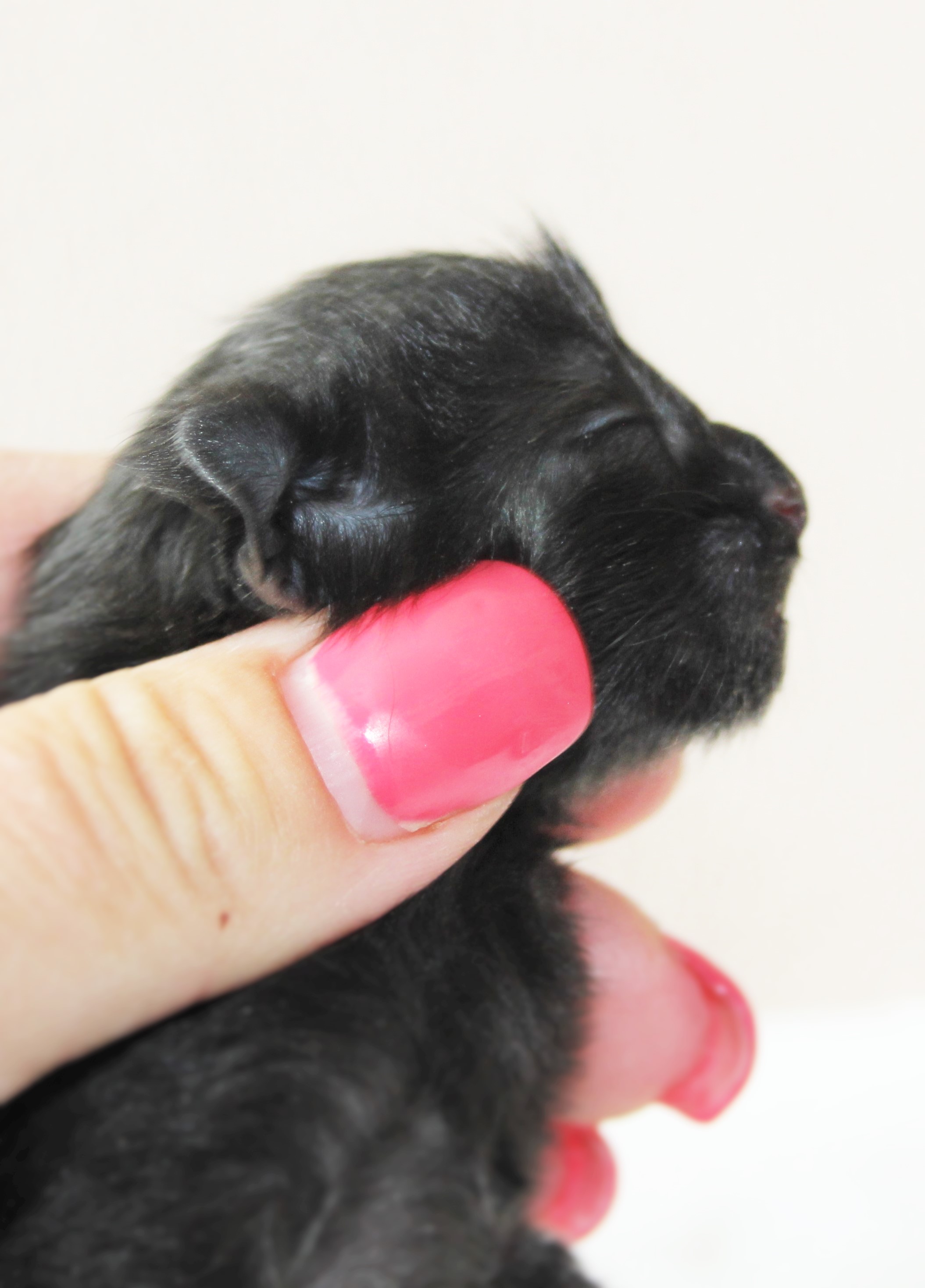 Ozzy newborn_2