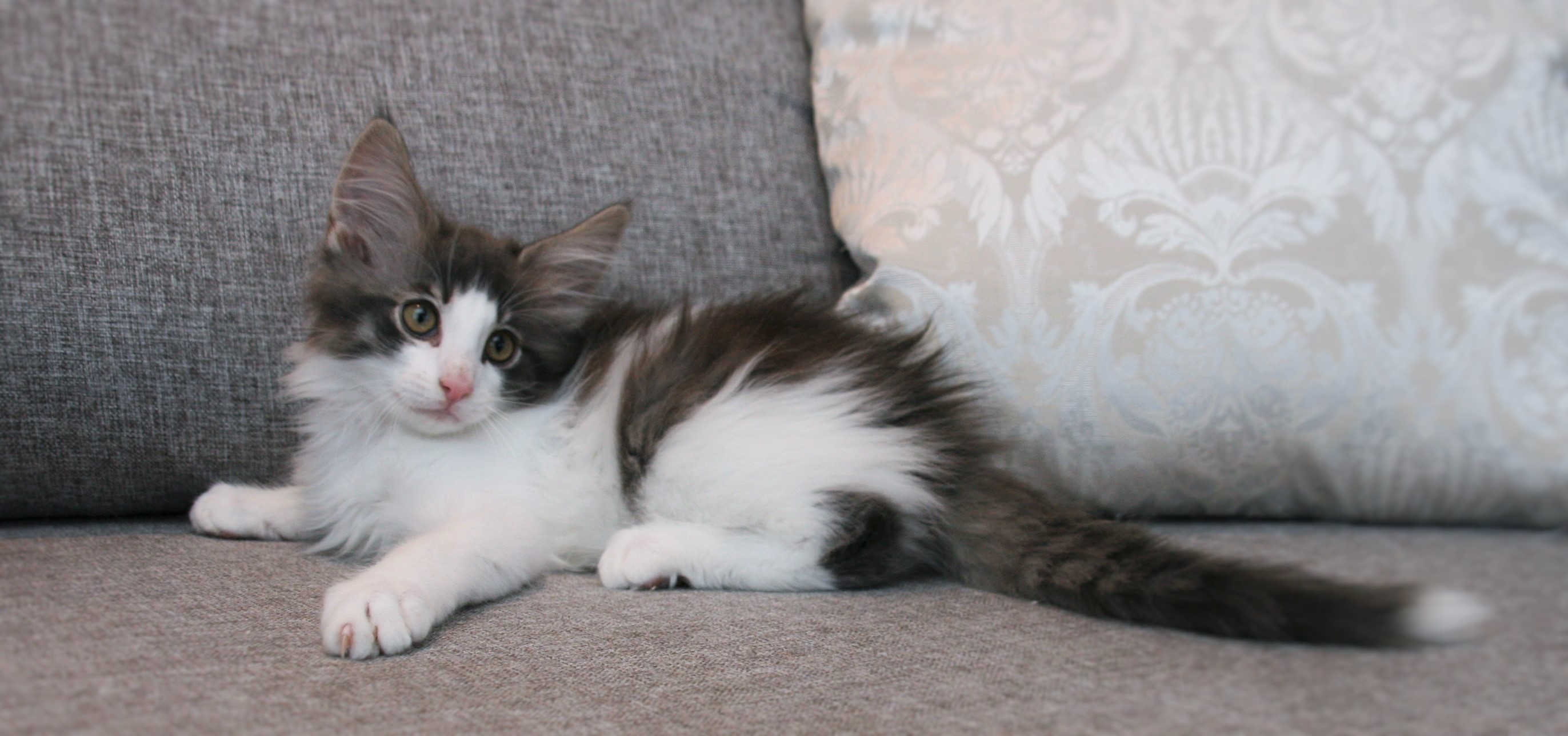 Hozier 11 weeks_3