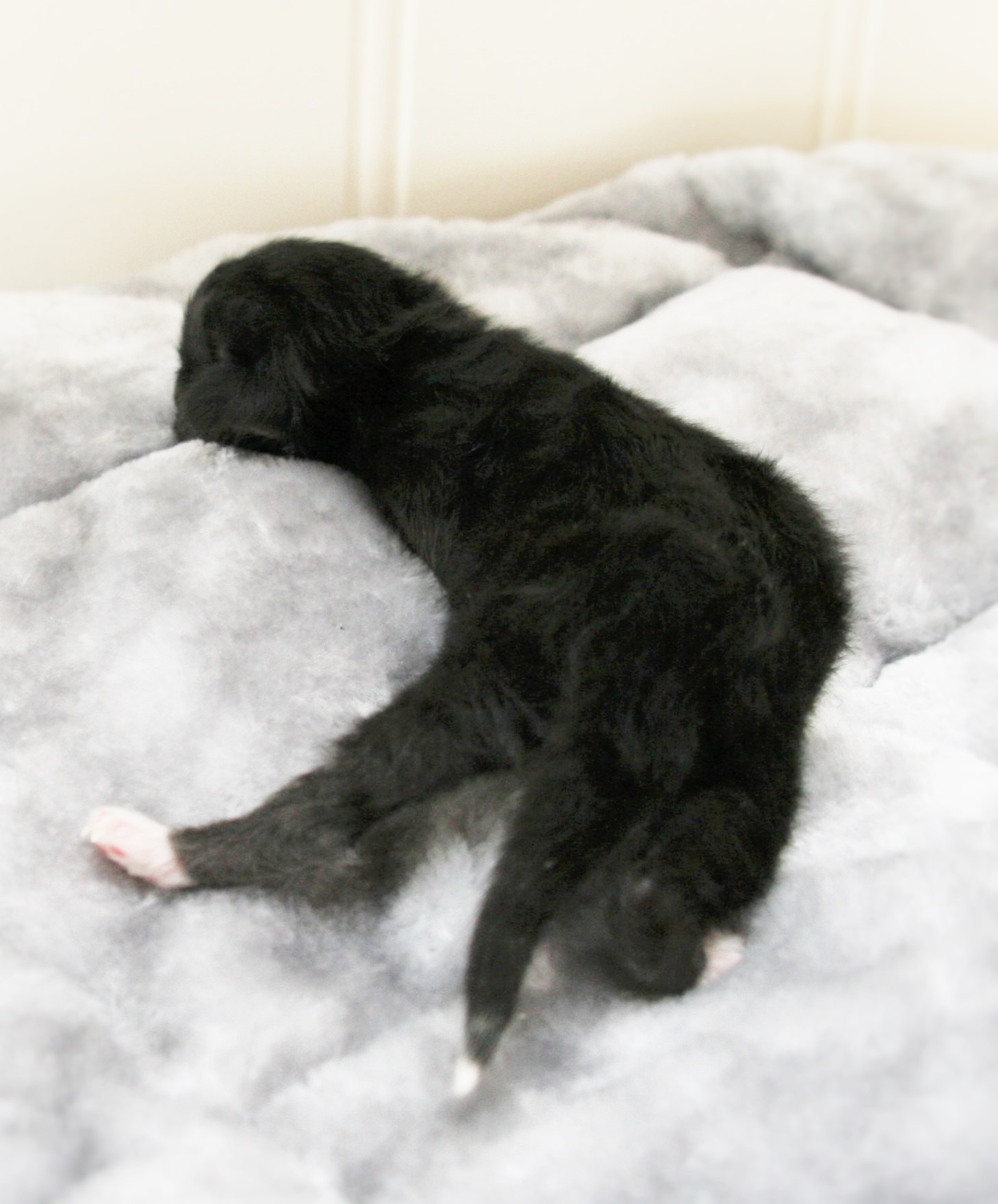 Nina newborn_3