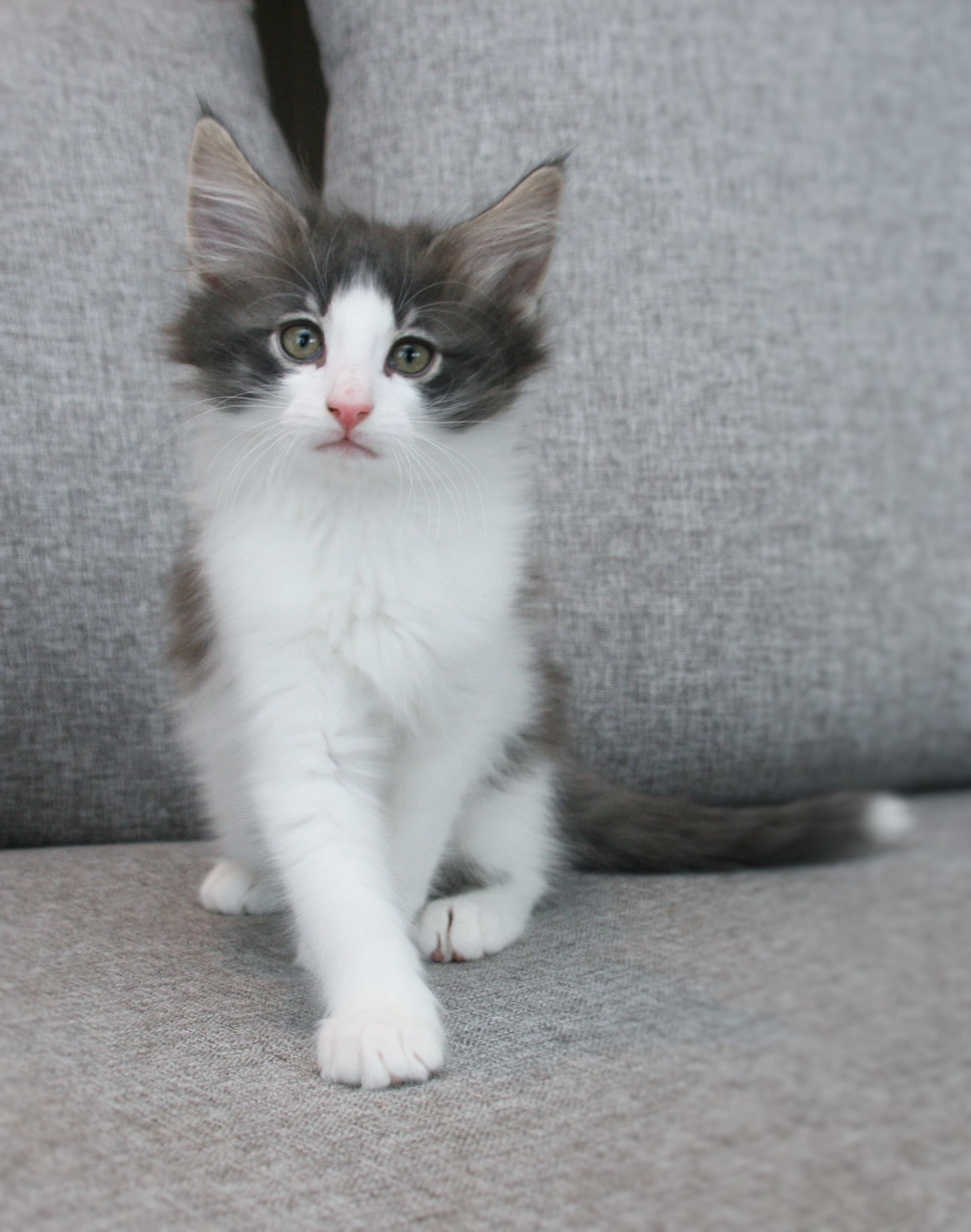 Hozier 9 weeks_2