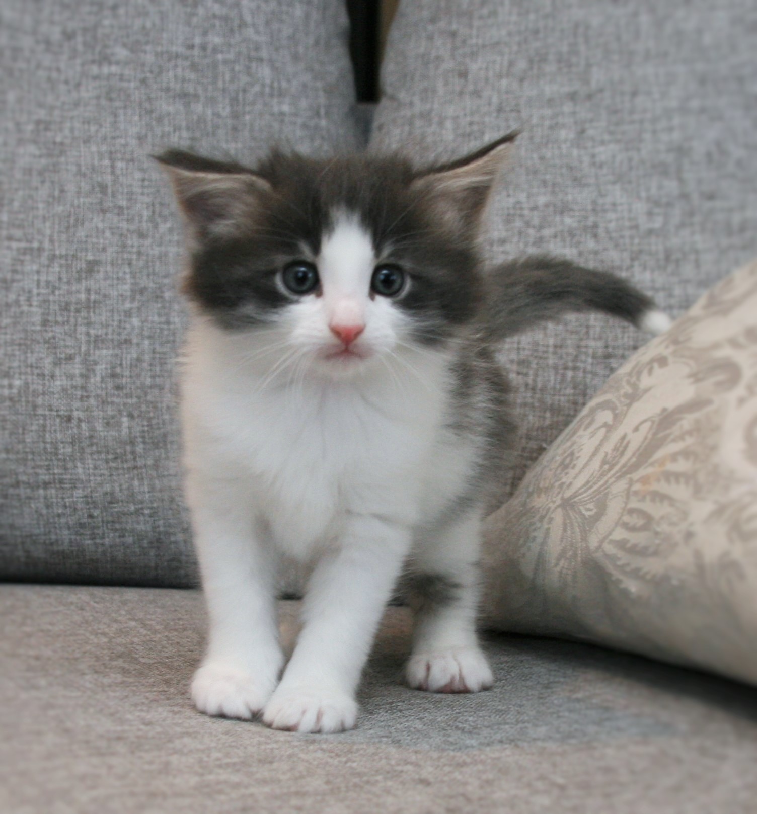 Hozier 5 weeks