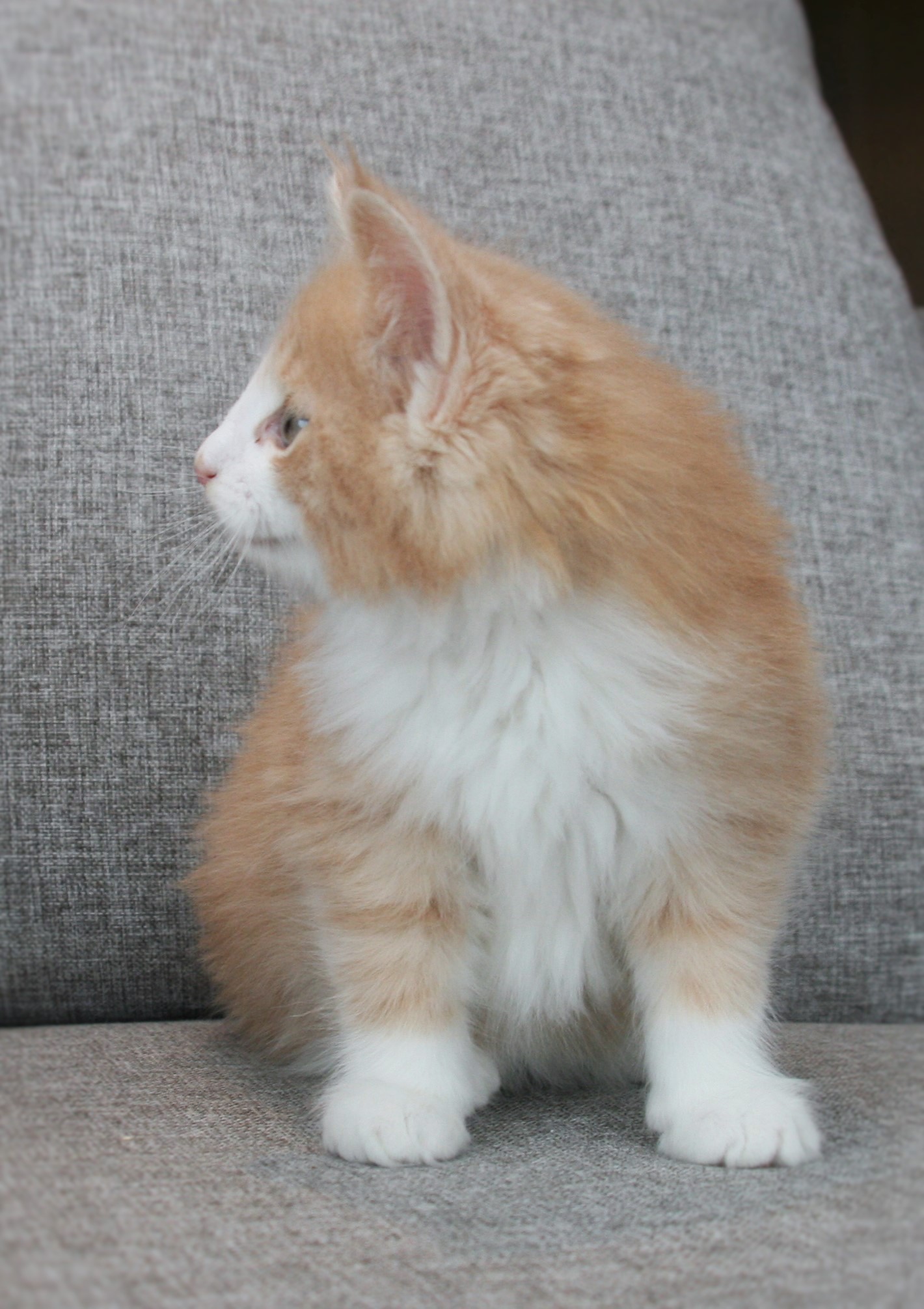 Highasakite 9 weeks_2