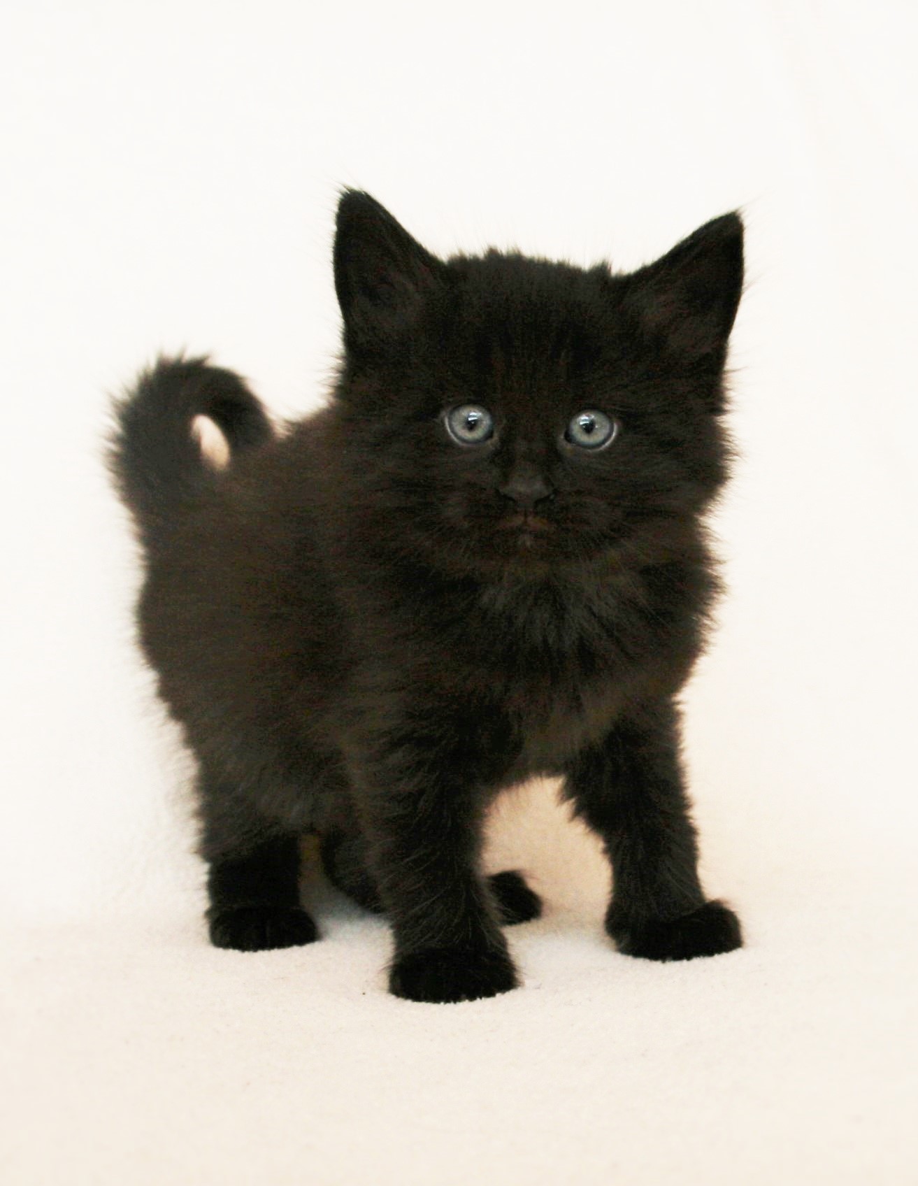 Iggy 5 weeks_1