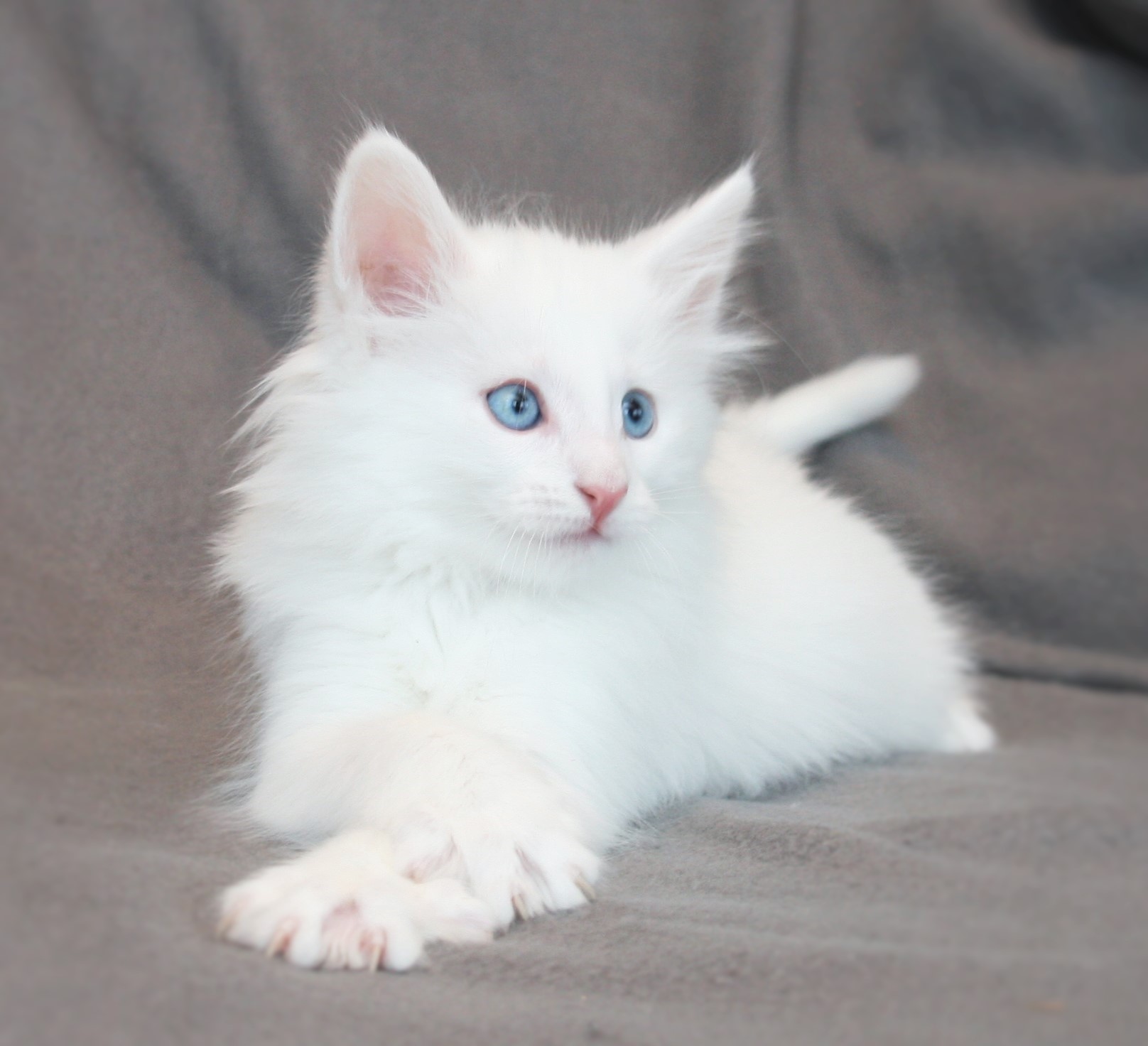 Kygo 7 weeks_3