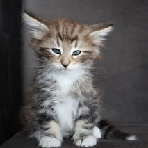 Champagne 7 weeks_1.JPG