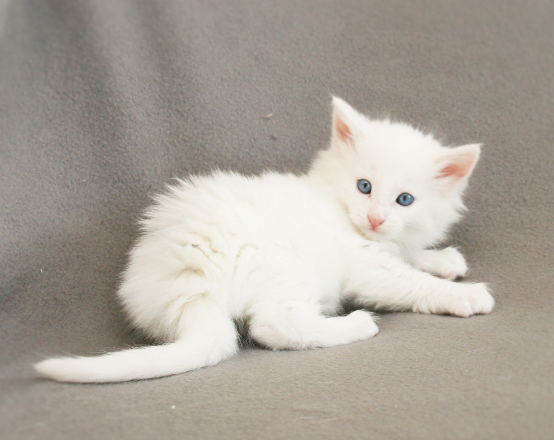 Kygo 5 weeks_2
