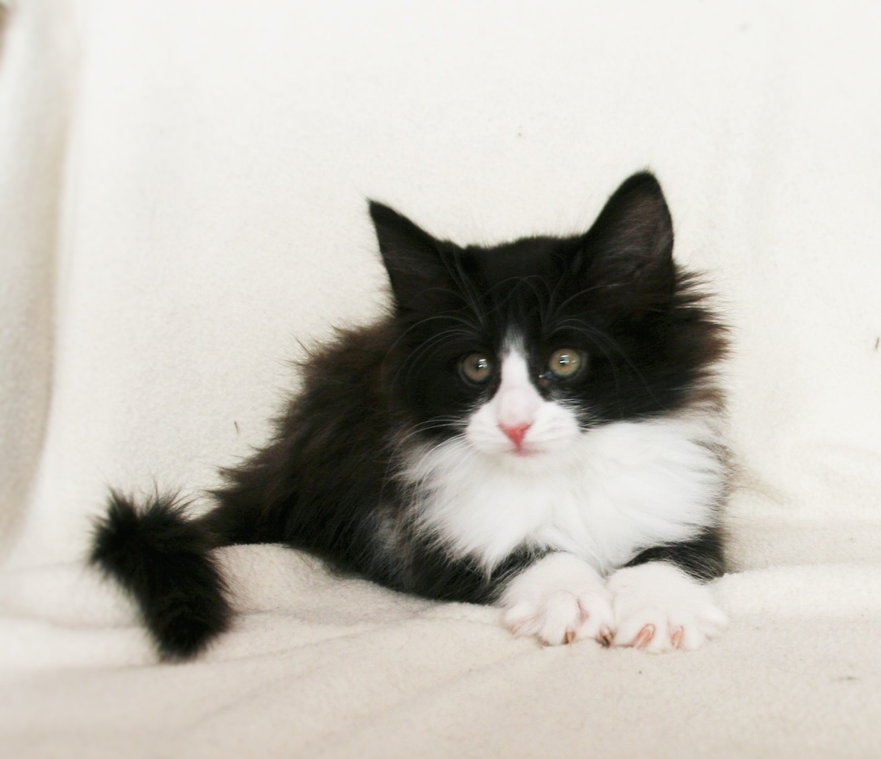 Imelda 8.5 weeks_3