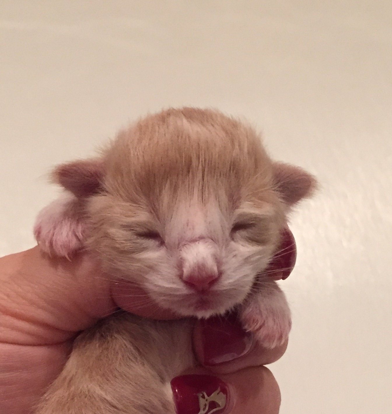 Highasakite newborn
