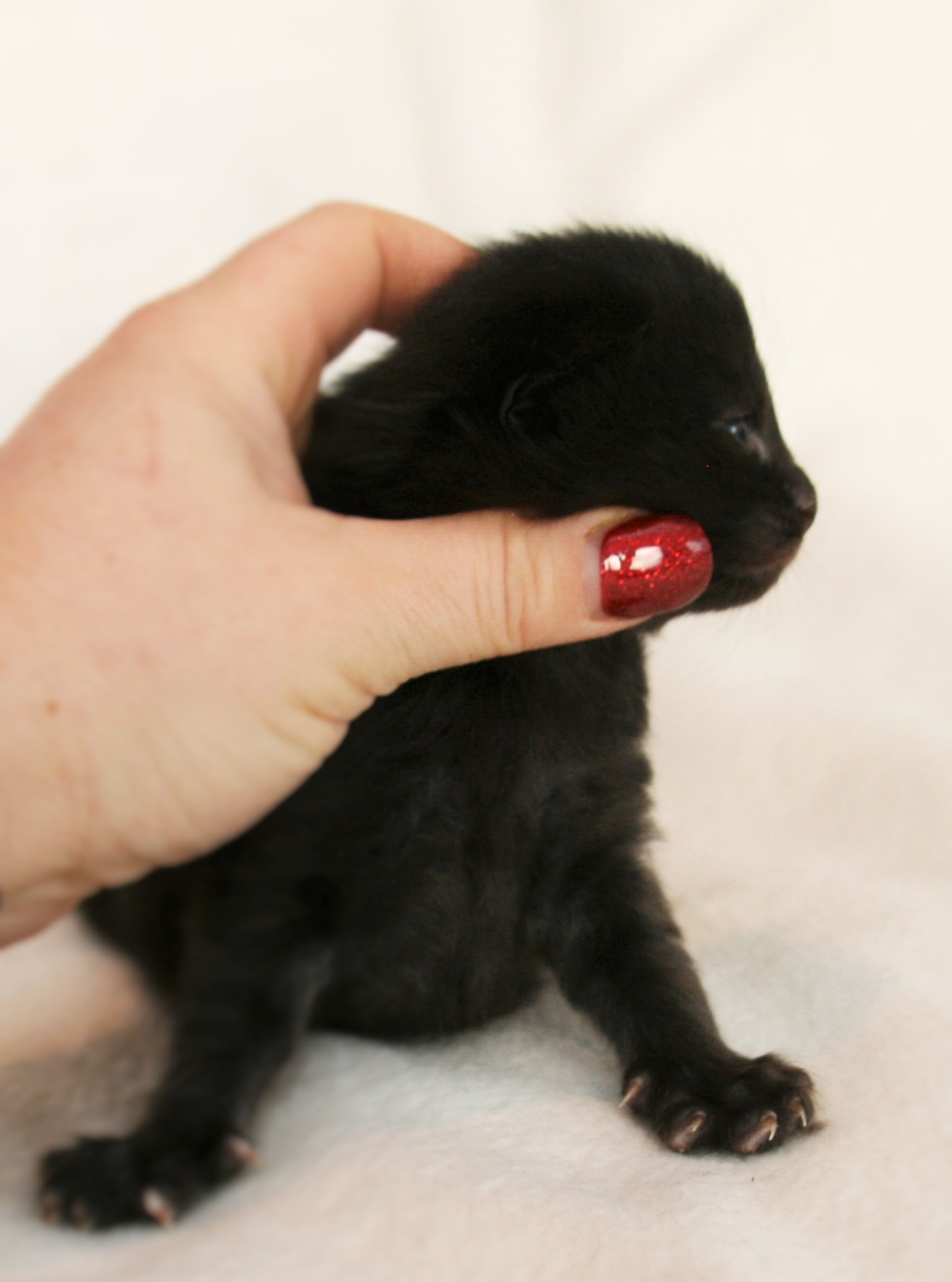 Iggy Pop 2 weeks_2