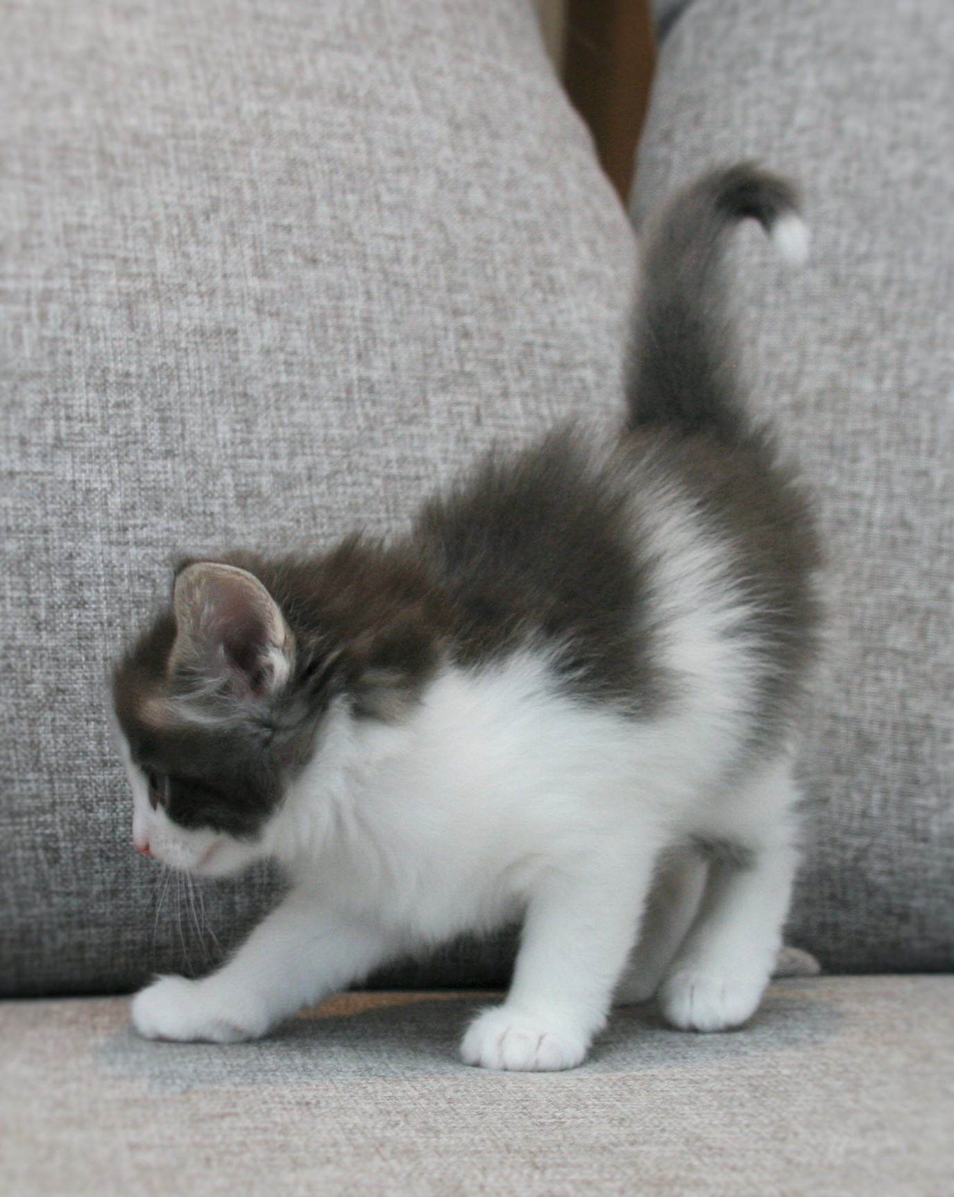 Hozier 5 weeks