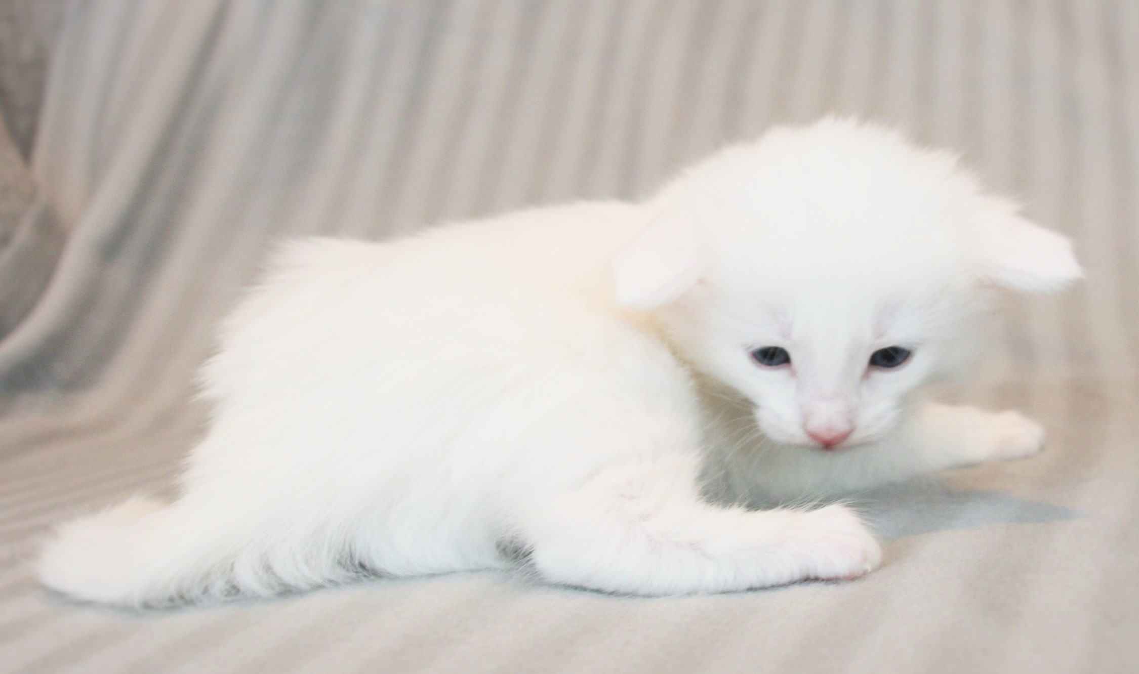 Kimbra 3_2 weeks_3