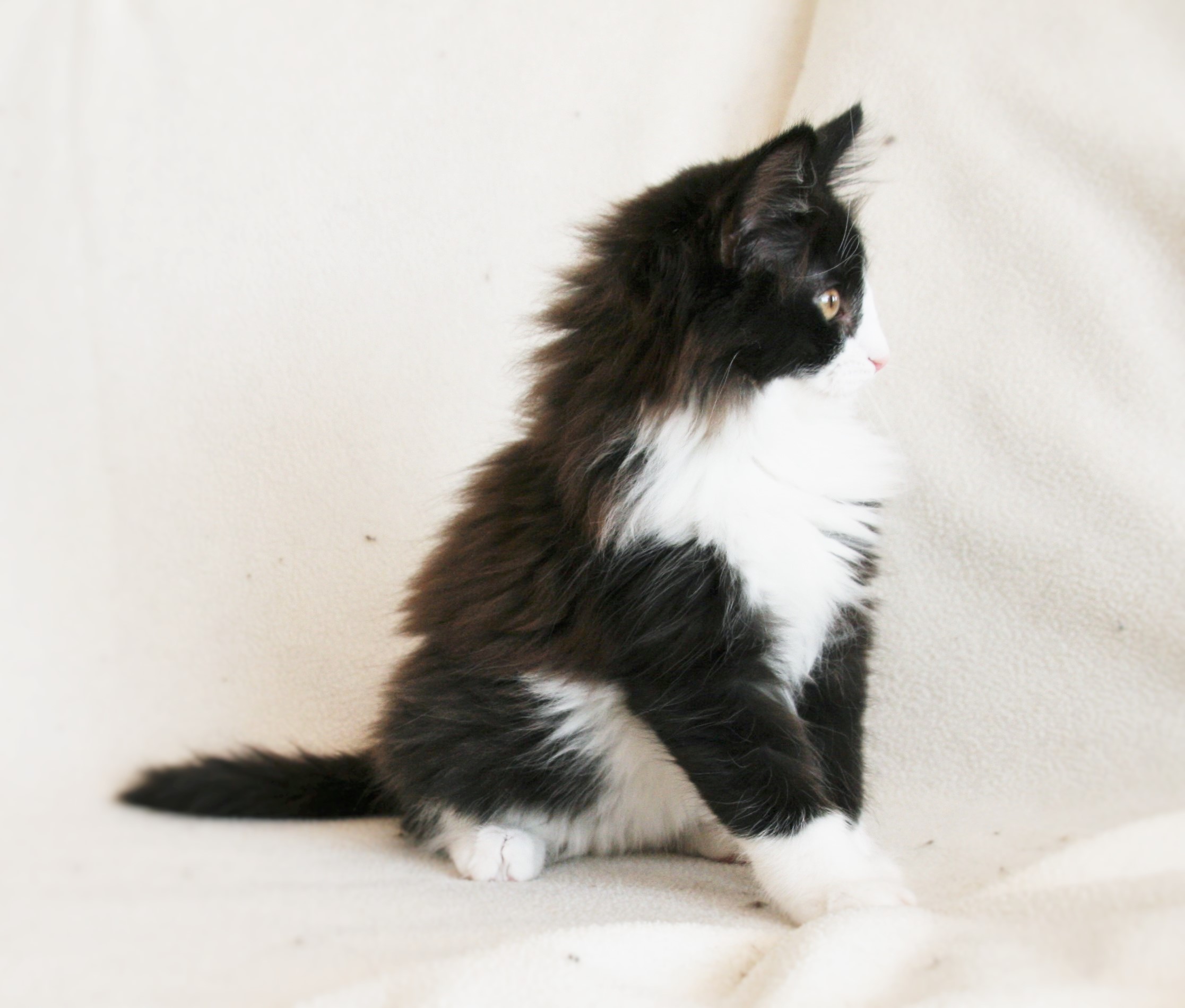 Imelda 12,5 weeks_3