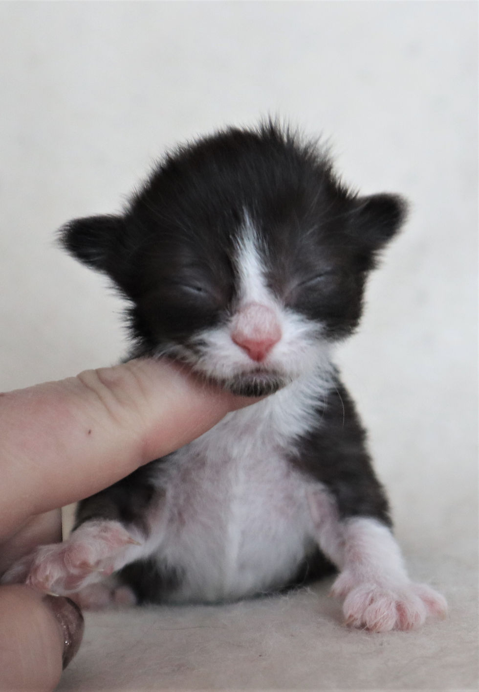 Willie 1 week_3