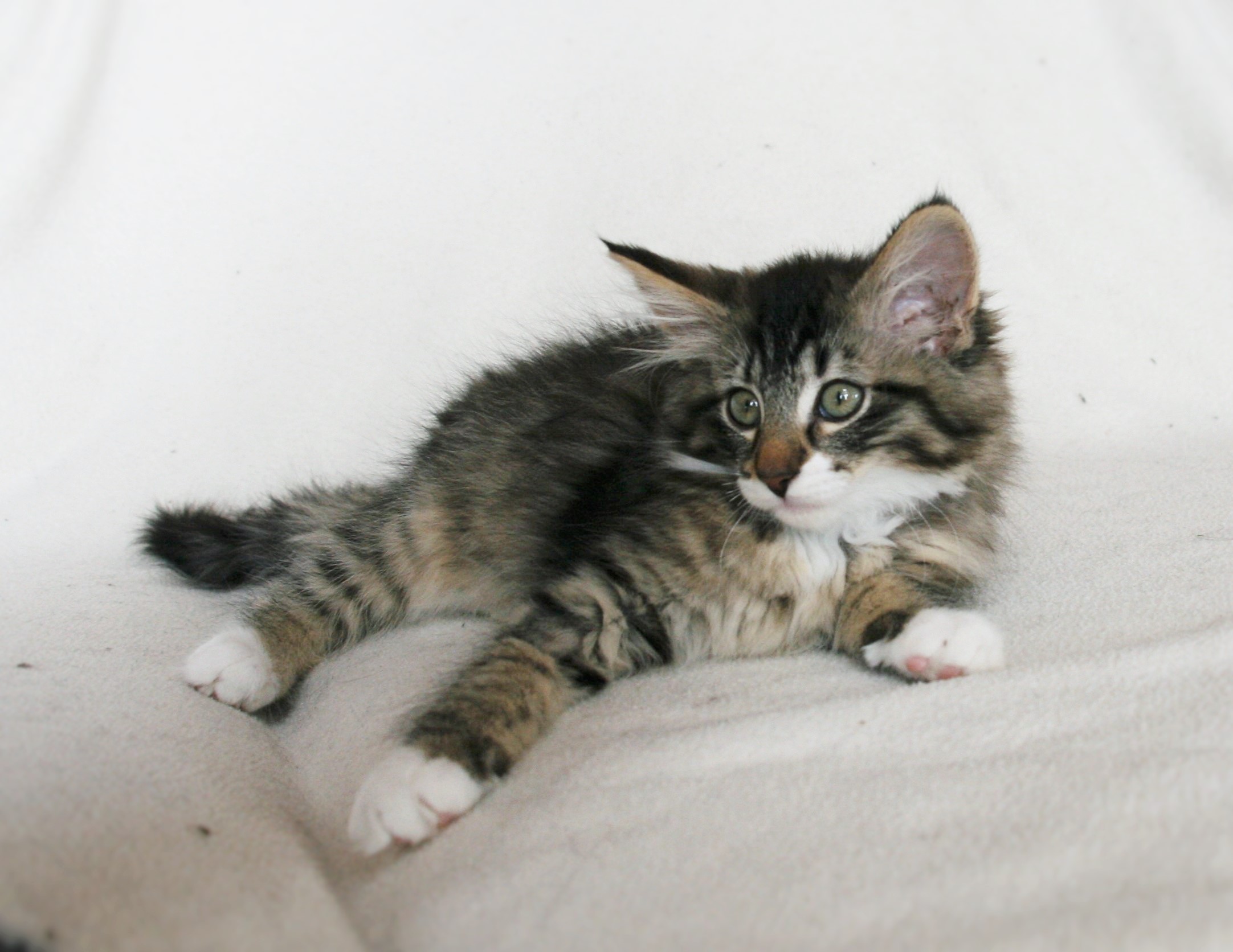 Infinity 13,5 weeks_3