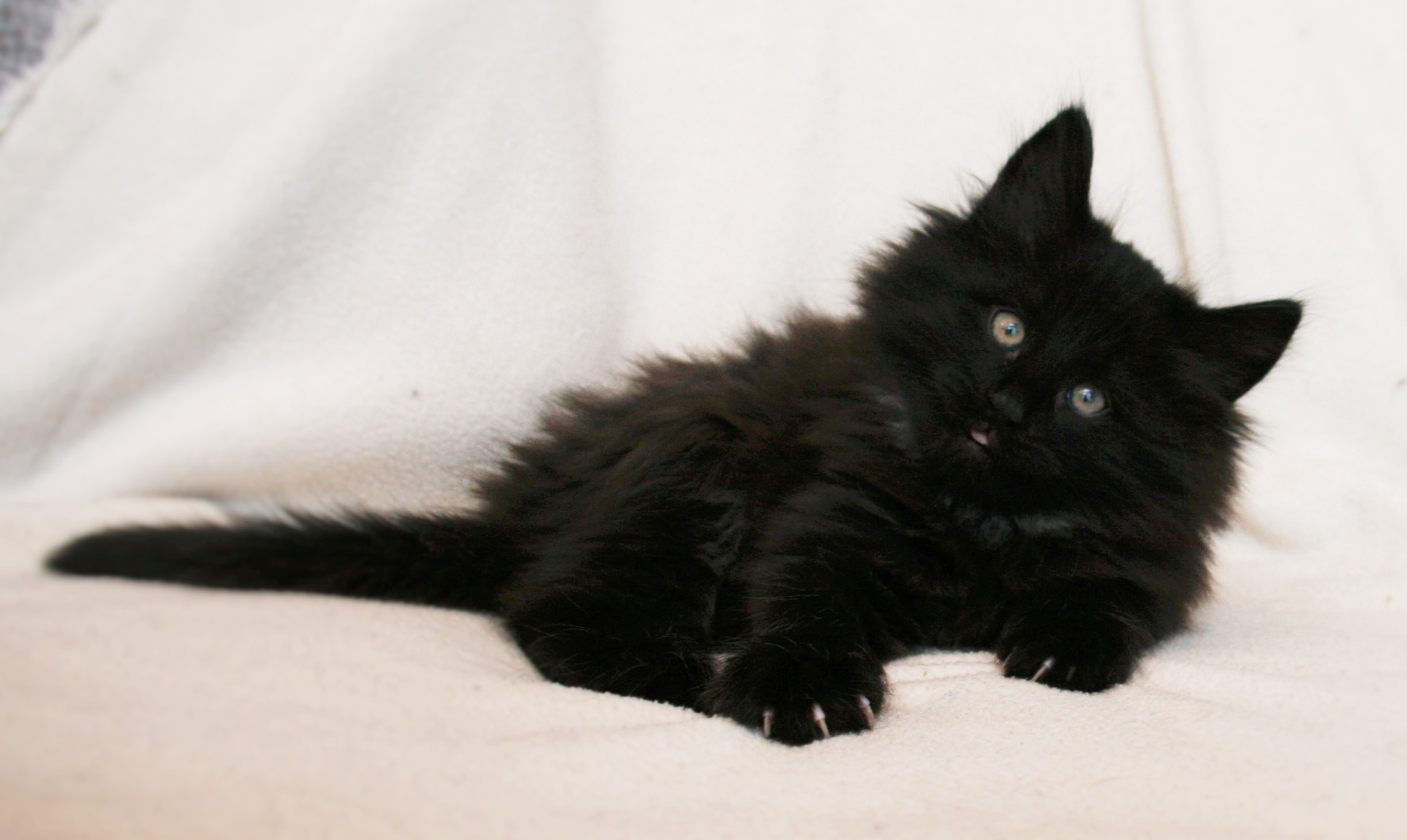 Iggy 8,5 weeks_2