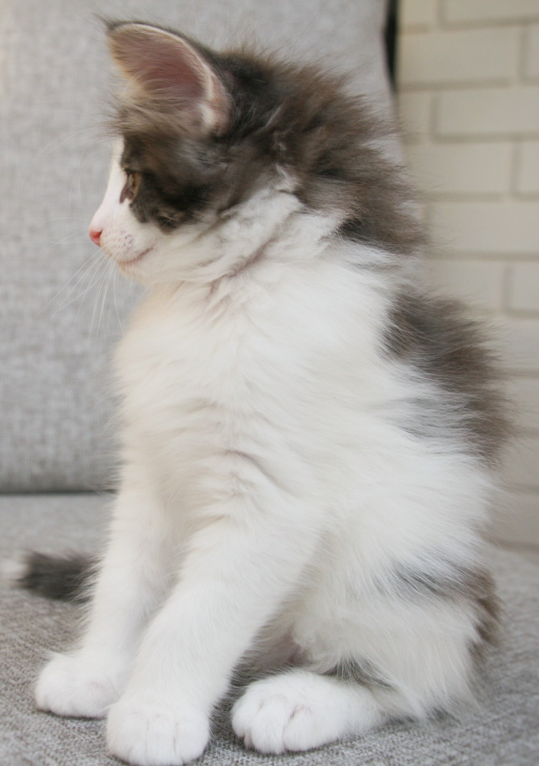 Hozier 8 weeks_4
