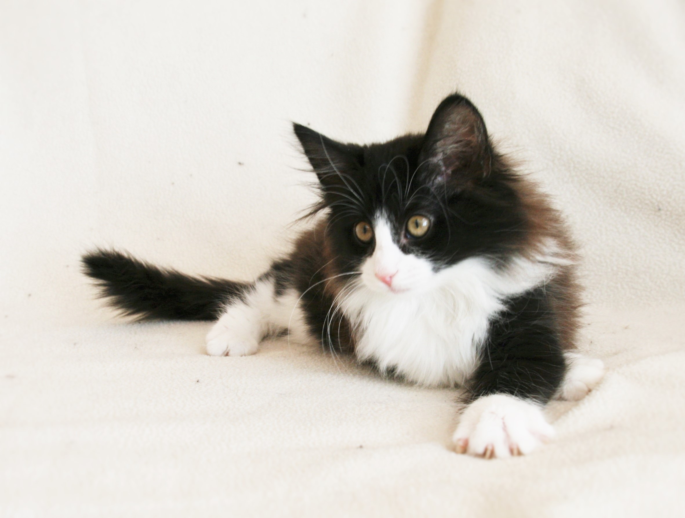 Imelda 12,5 weeks_2