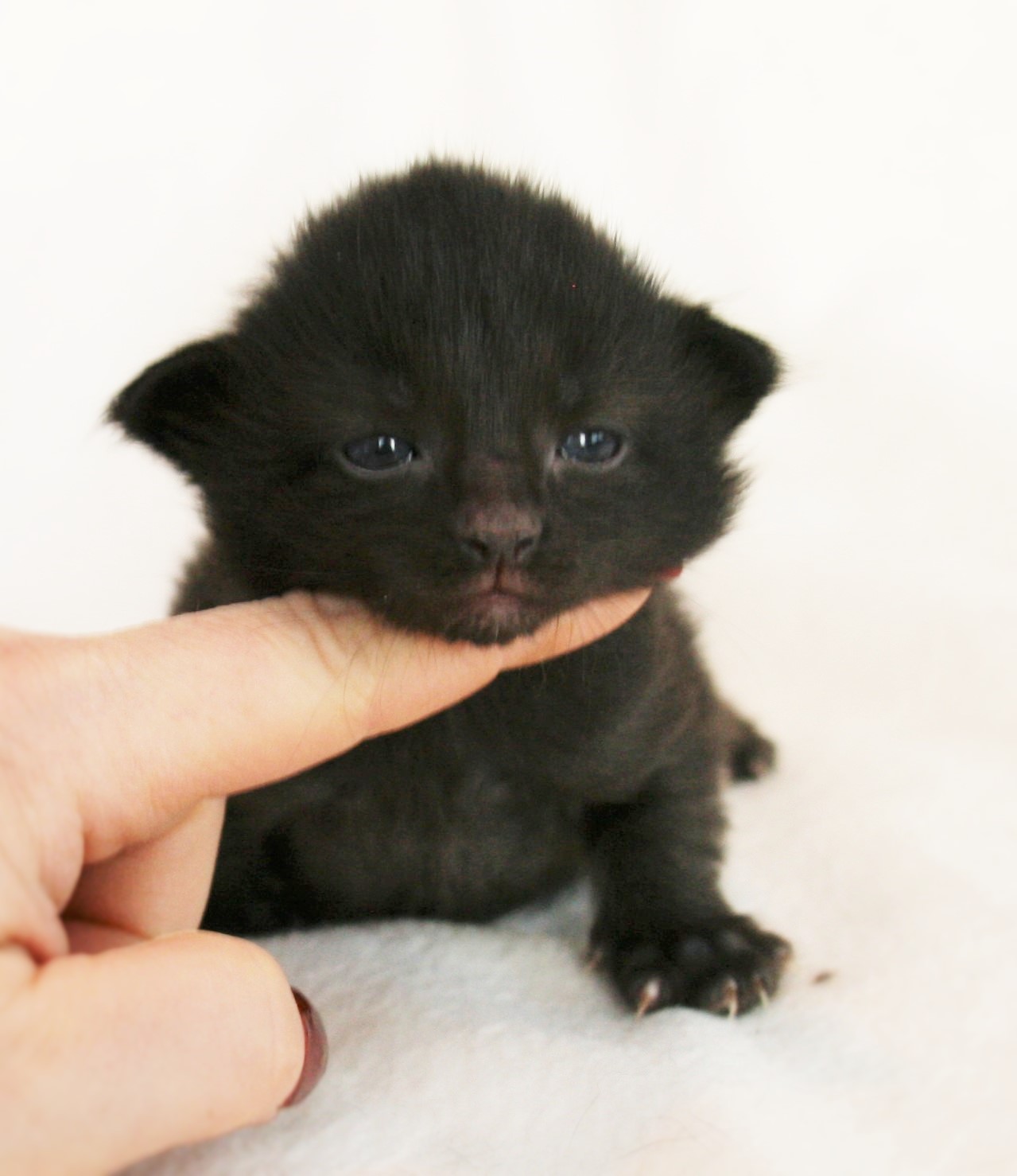 Iggy 2 weeks_2