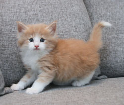 Highasakite 5 weeks_2