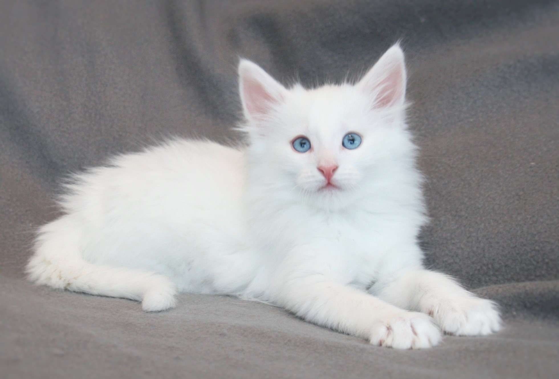 Kygo 7 weeks_1