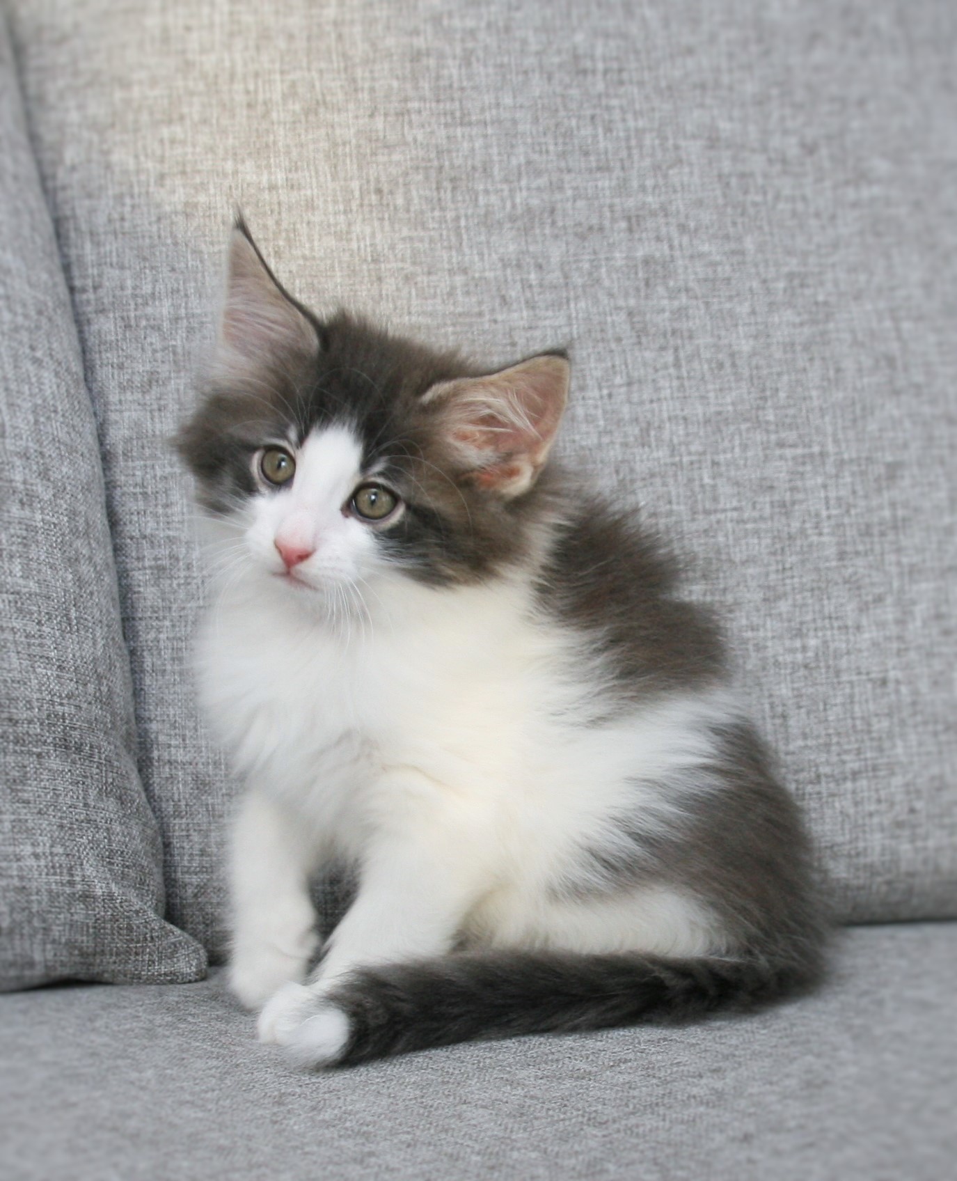Hozier 8 weeks_3