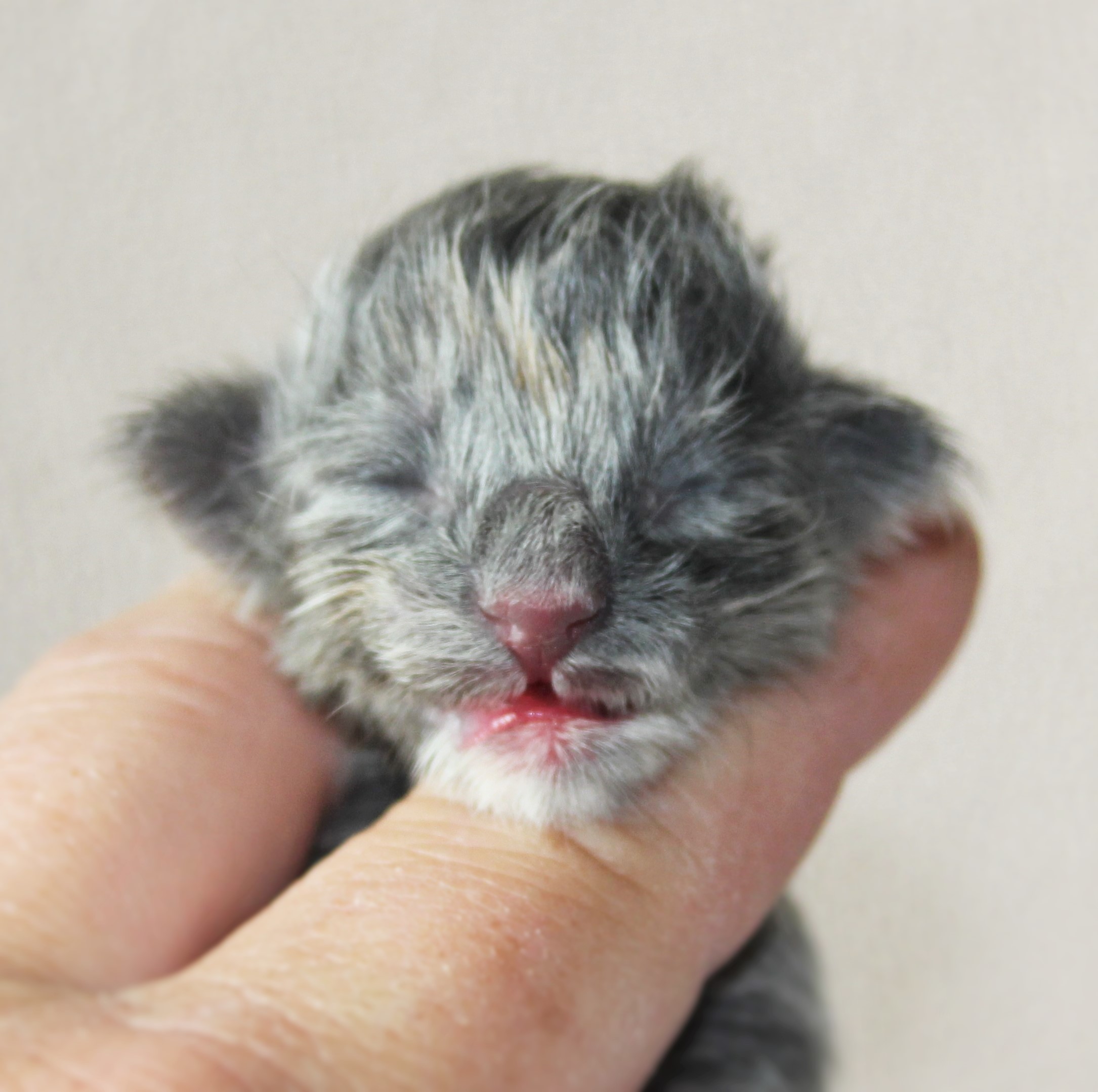 Octavia newborn_1