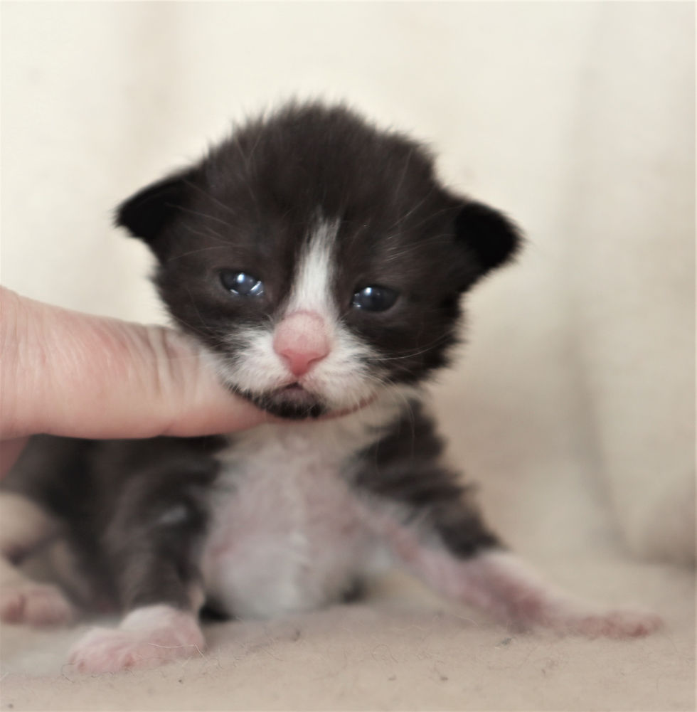 Willie 2 weeks_3