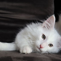 Budweiser 13 weeks_1.JPG