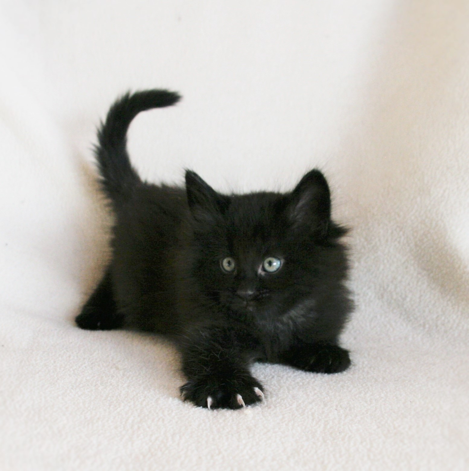 Iggy 6_3 weeks_3