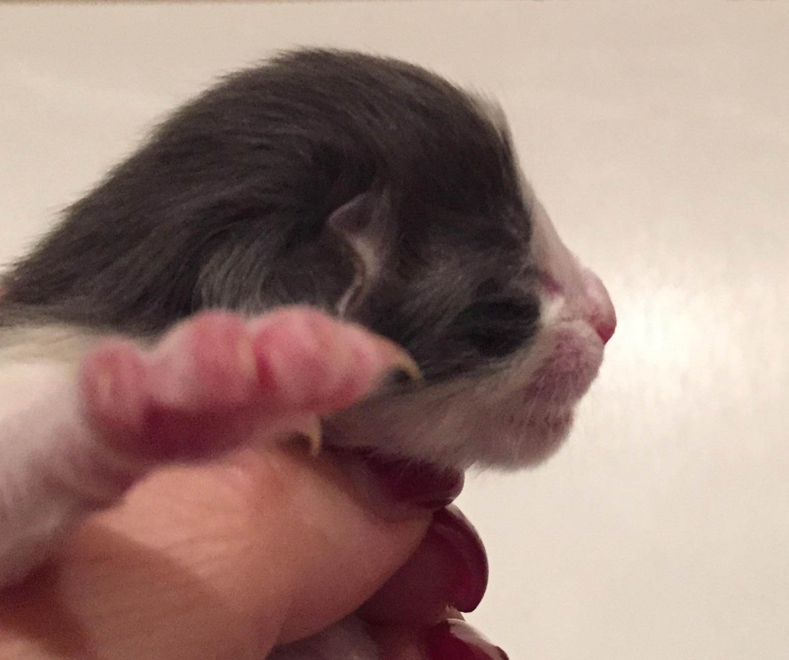 Hozier newborn_1
