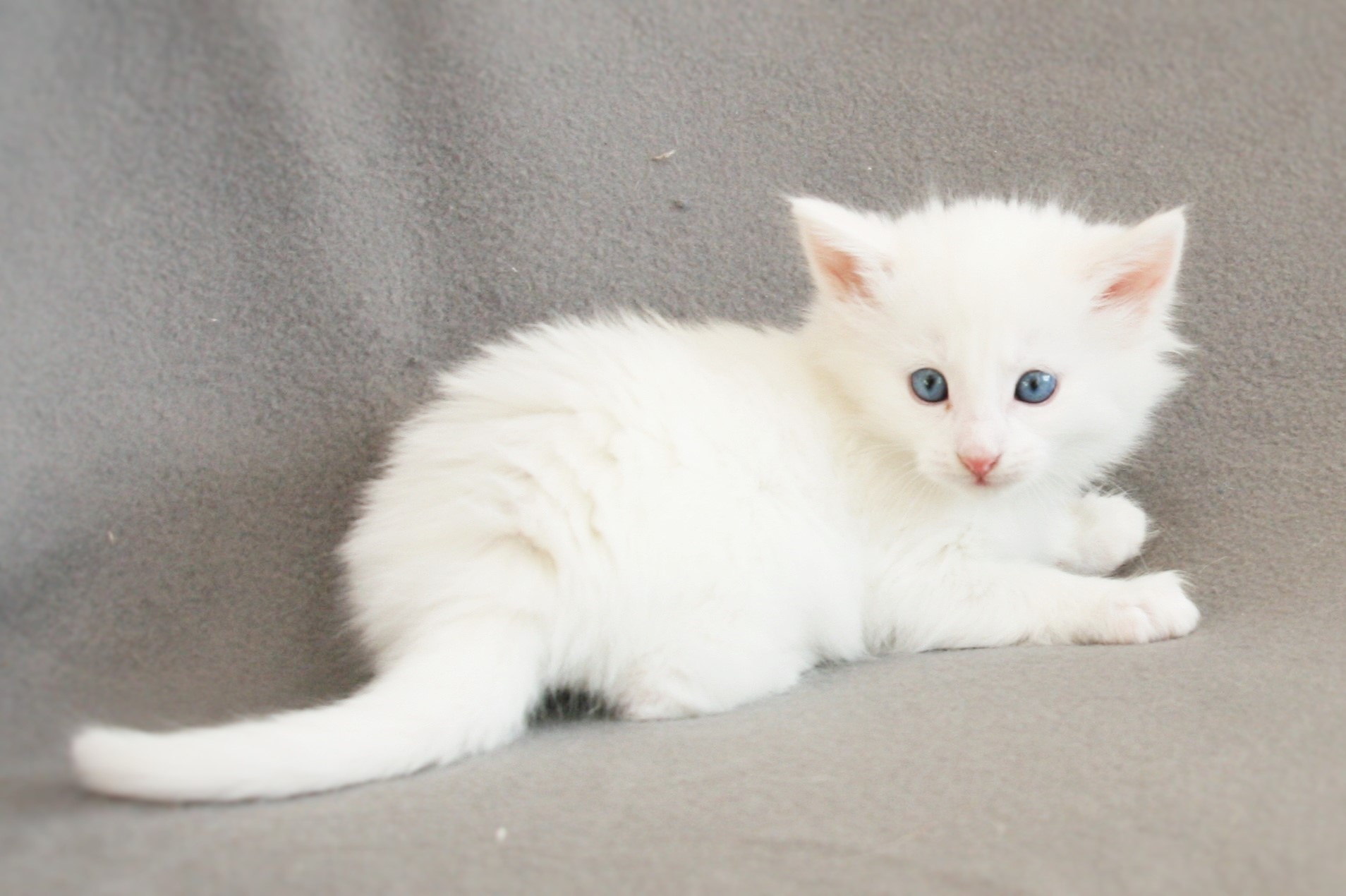 Kygo 5 weeks_1