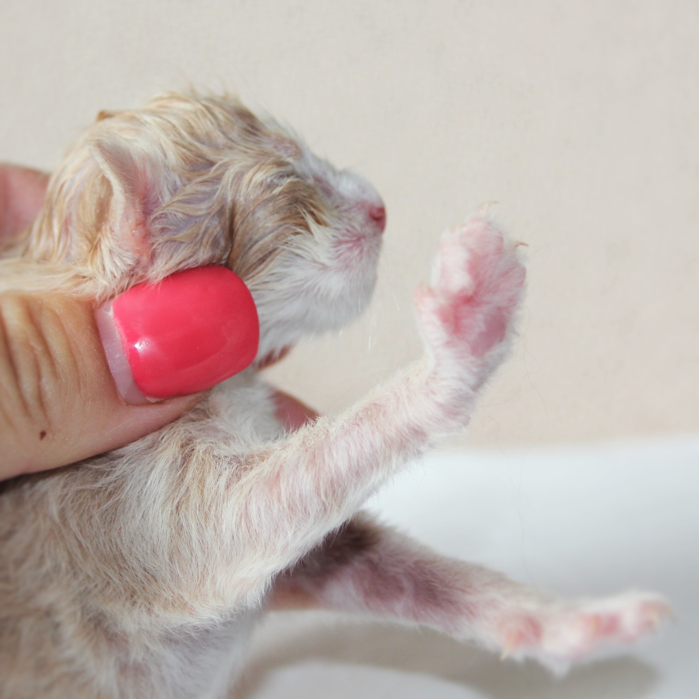 Oasis newborn_2