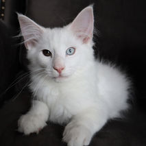 Ziggy 14 weeks_6.jpg