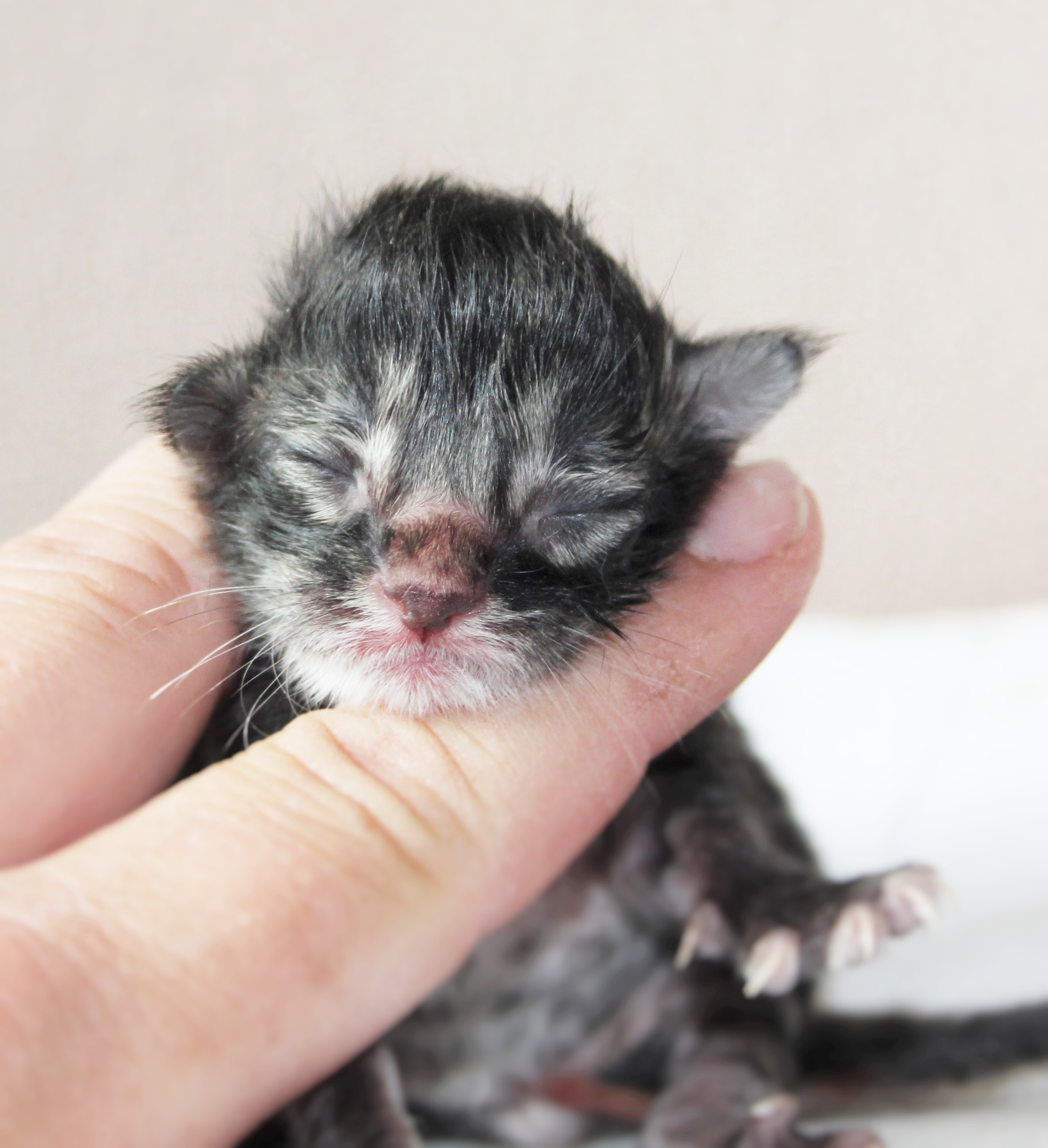 Otis newborn_1