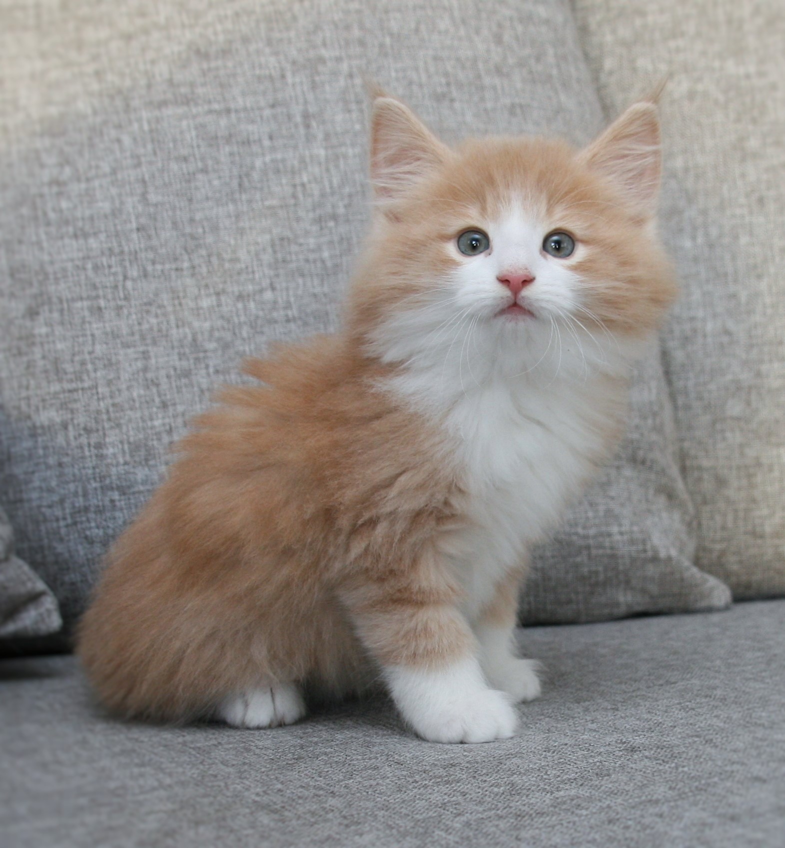 Highasakite 8 weeks_1