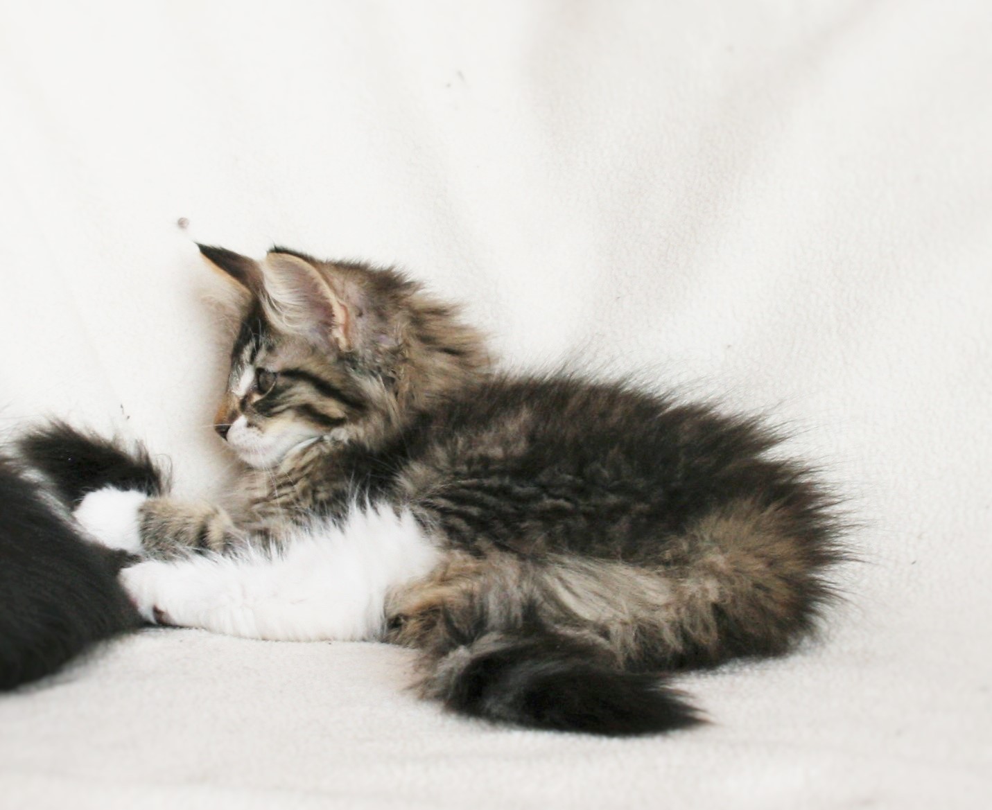 Infinity 12,5 weeks_2