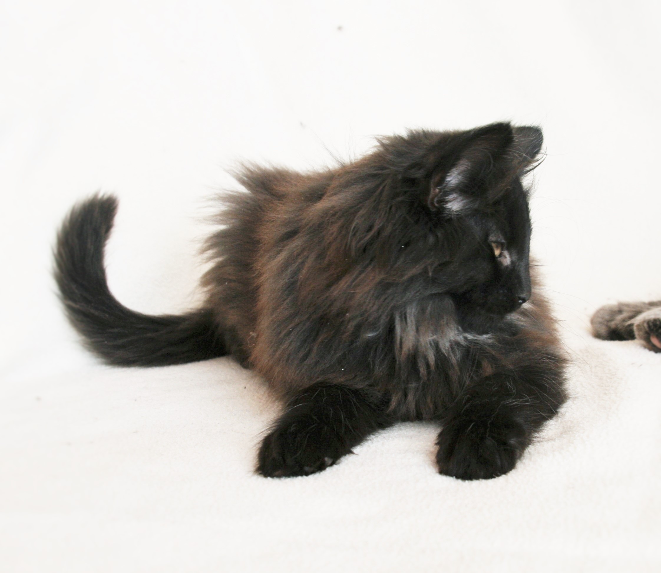 Iggy 12,5 weeks_2