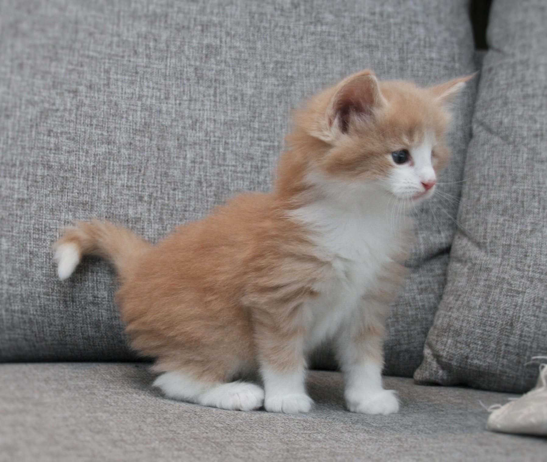 Highasakite 5 weeks_1