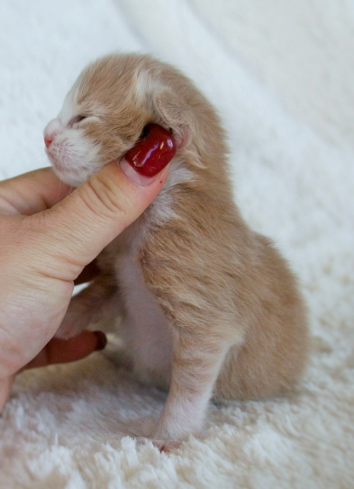 Highasakite 1 week_2